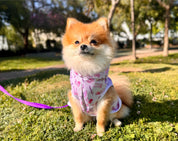 Iconic Pink Queer Pet Hoodie