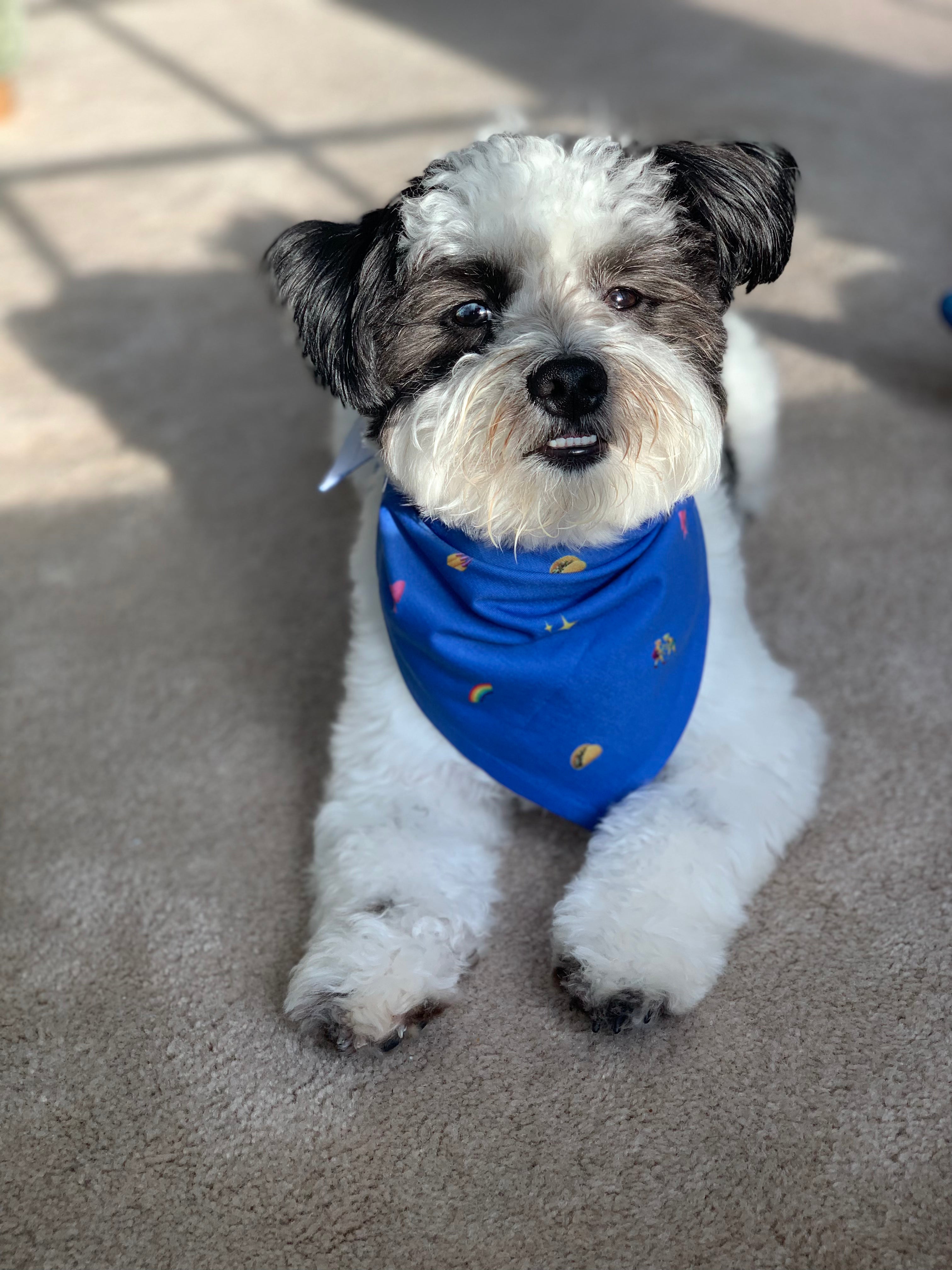 Queer Icon Emoji Pet Bandana