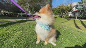 Iconic Green Queer Pet Bandana Collar